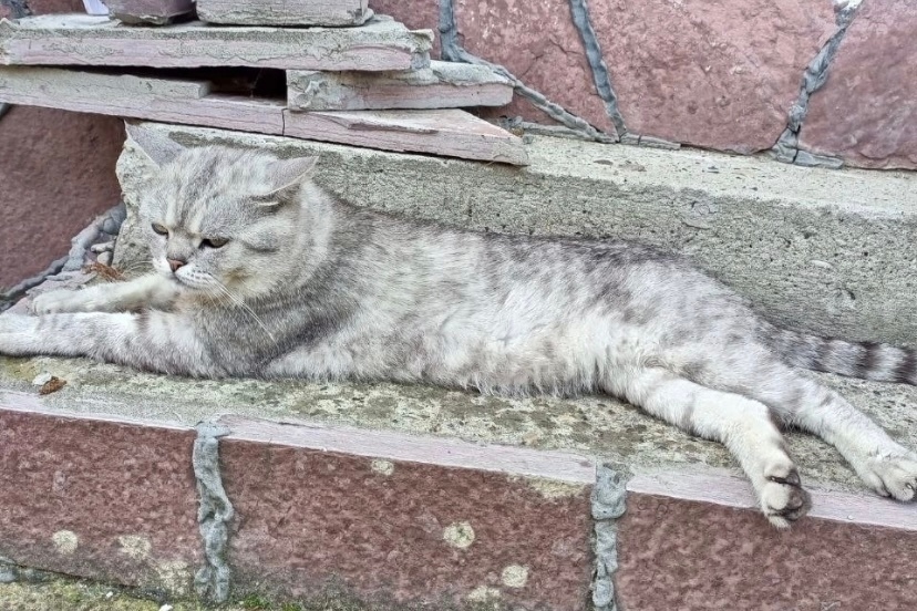 Пропала кошка в Кудрове — фото объявления