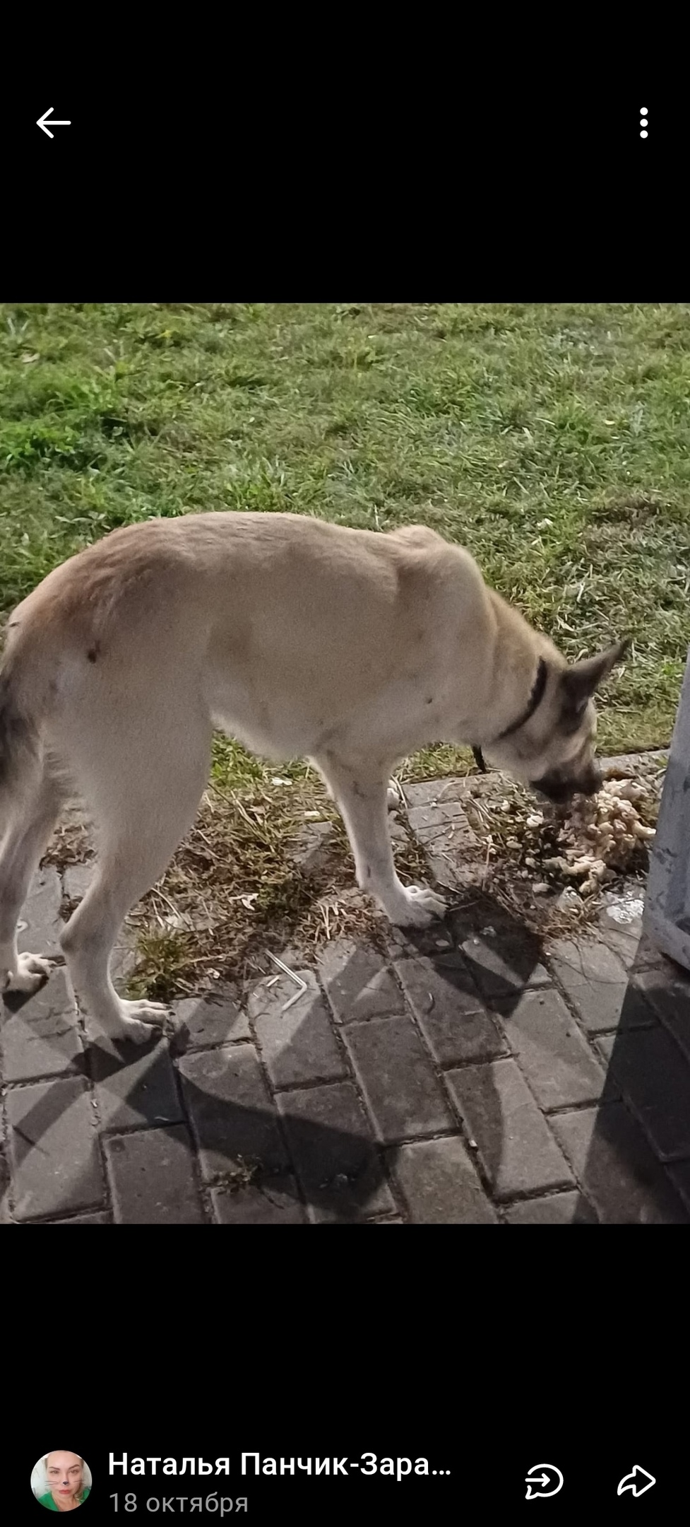 Пропала собака в Кудрове — фото объявления