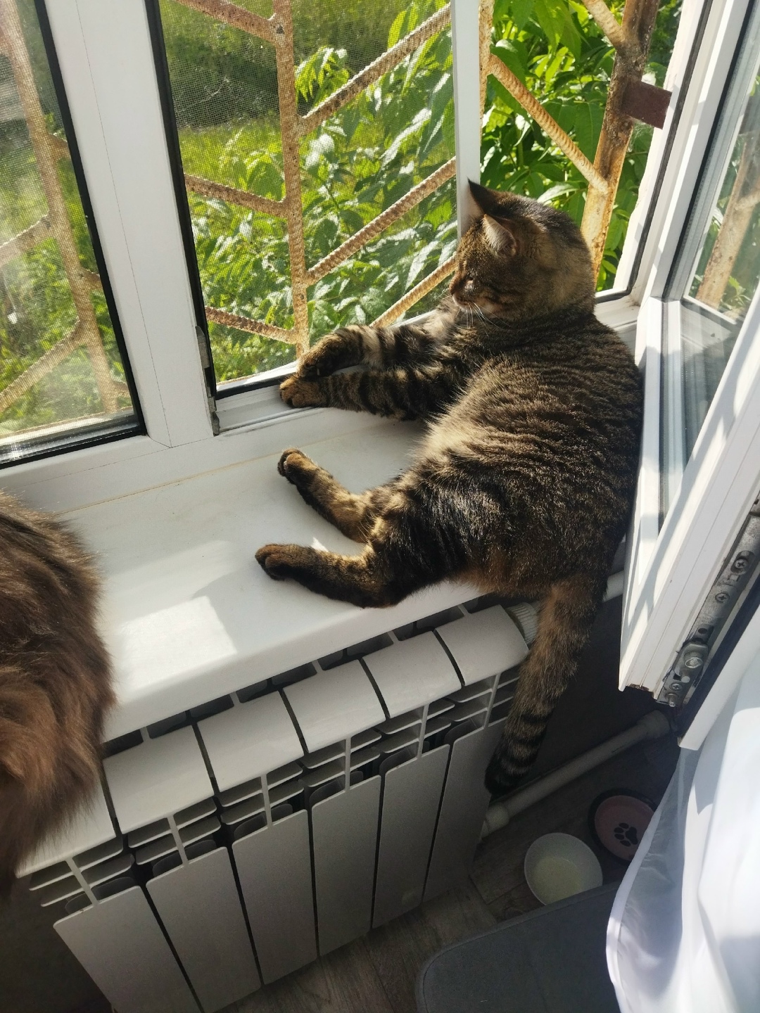 Пропала кошка в Кудрове — фото объявления