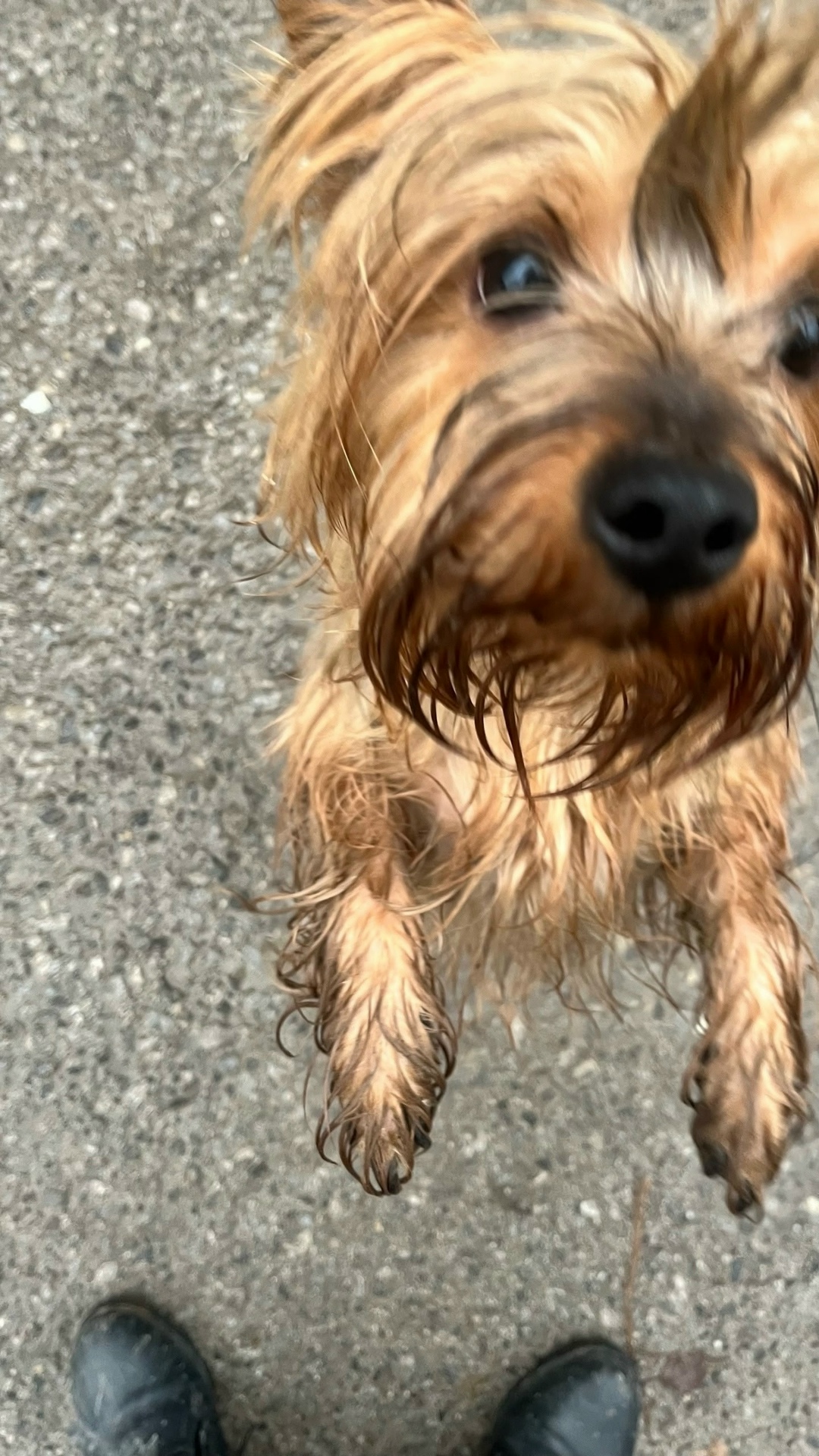 Пропала собака в Кудрове — фото объявления