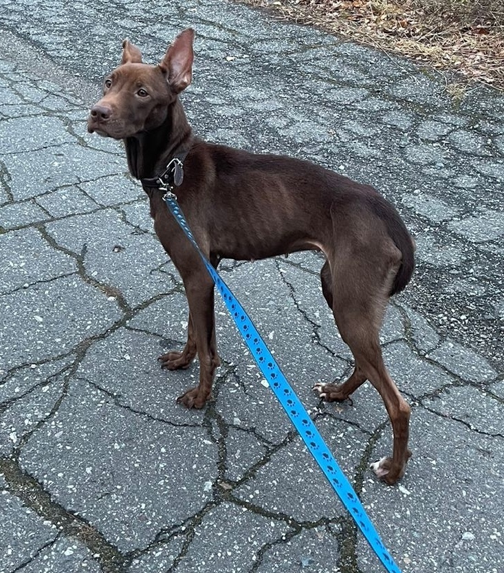 Найдена собака в Кудрове — фото объявления