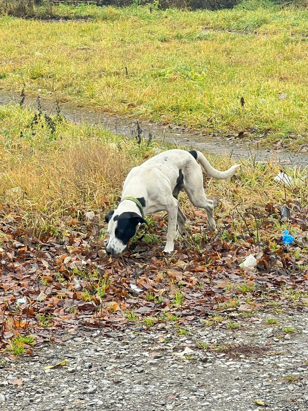 Пропала собака в Кудрове — фото объявления