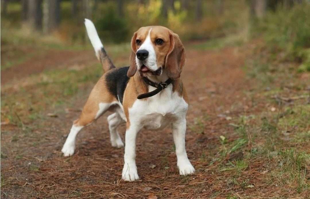 Пропала собака в Кудрове — фото объявления