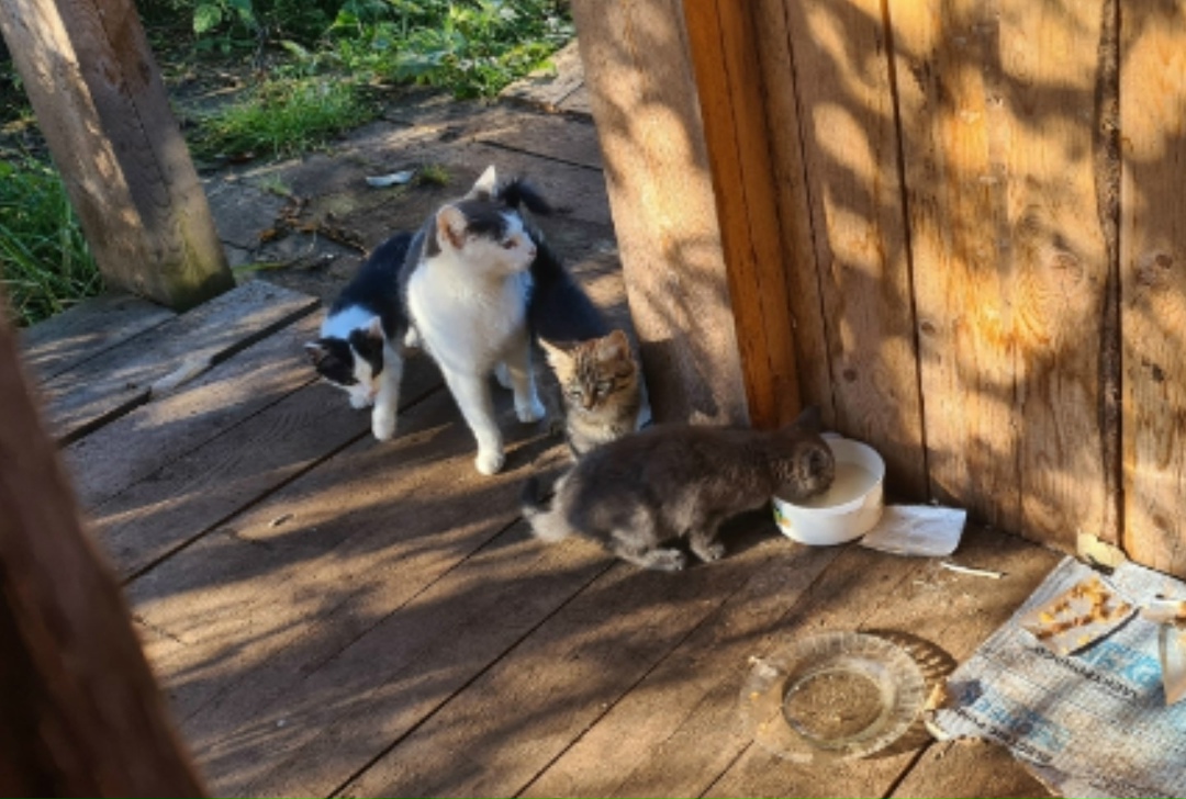 Найдена кошка в Кудрове — фото объявления