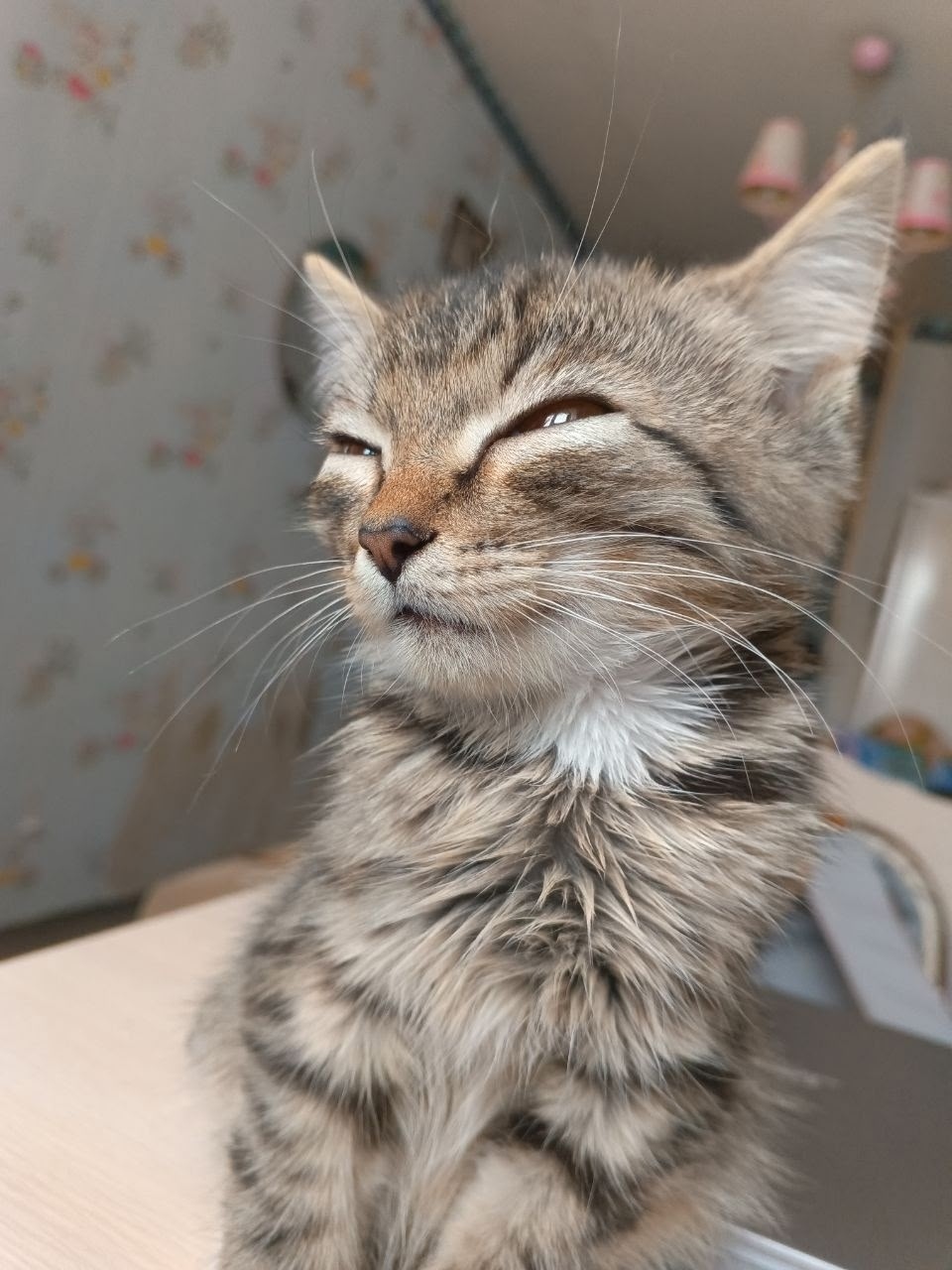 Пропала кошка в Кудрове — фото объявления