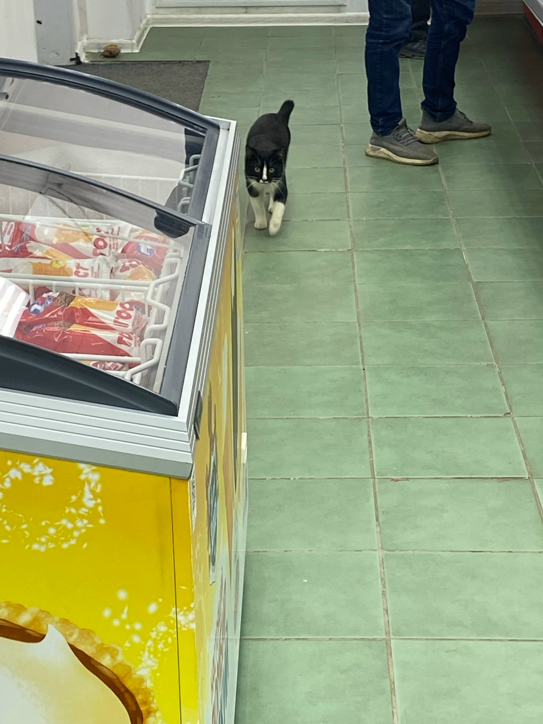 Пропала кошка в Кудрове — фото объявления