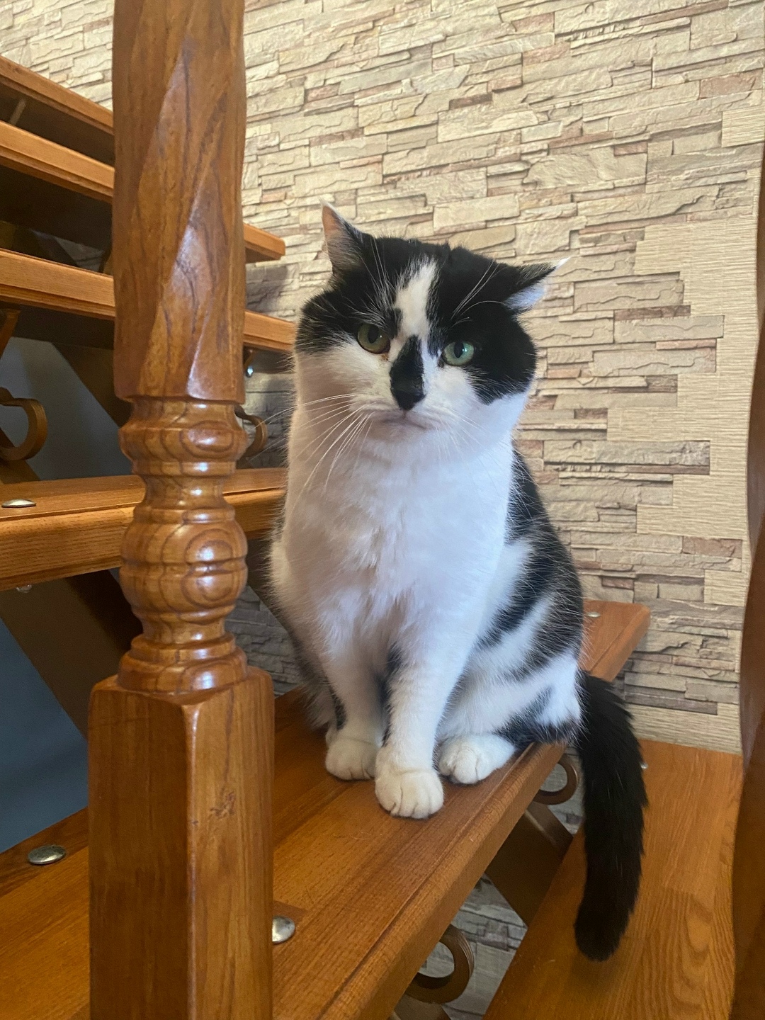 Пропала собака в Кудрове — фото объявления