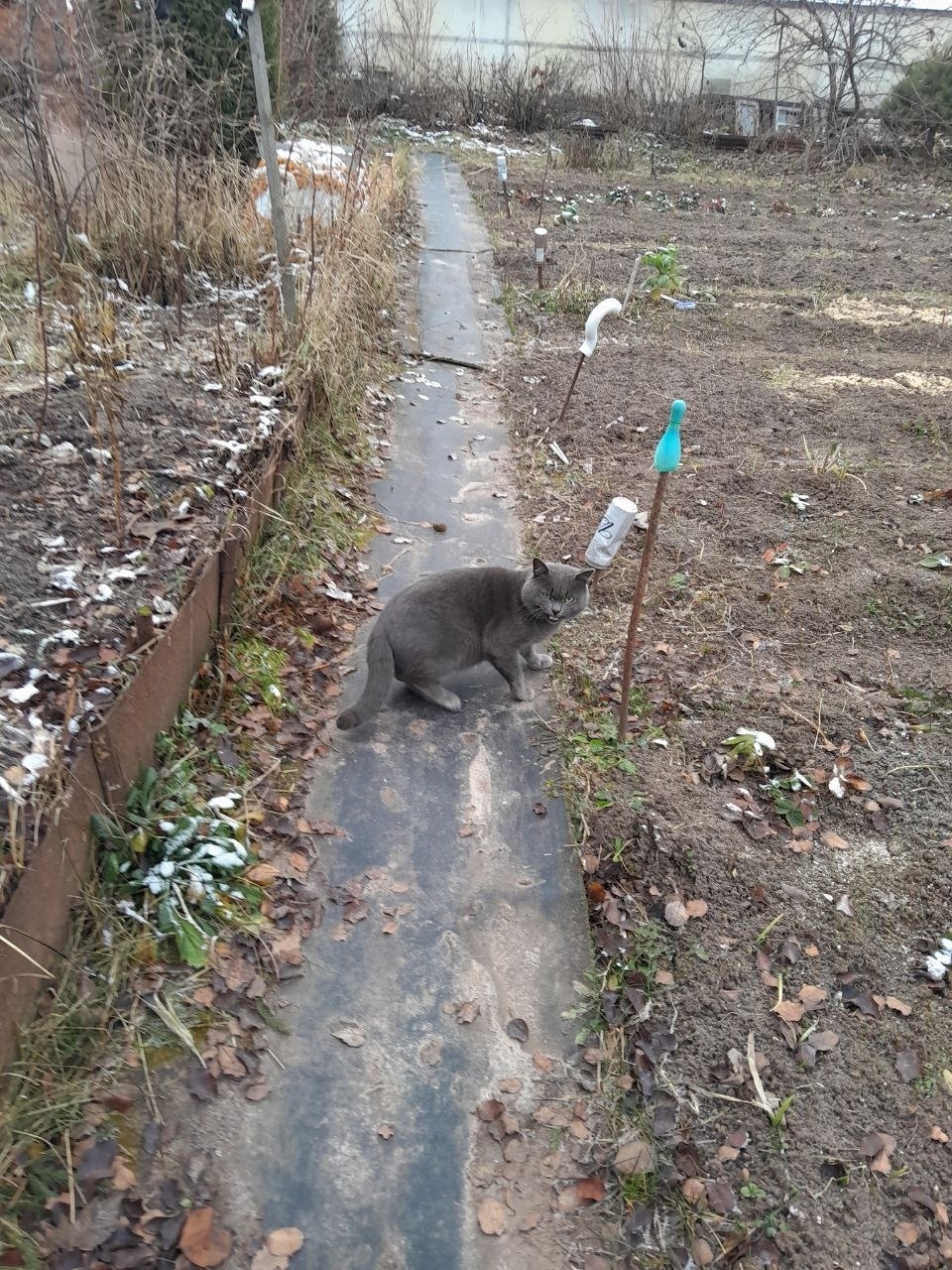 Пропала кошка в Кудрове — фото объявления
