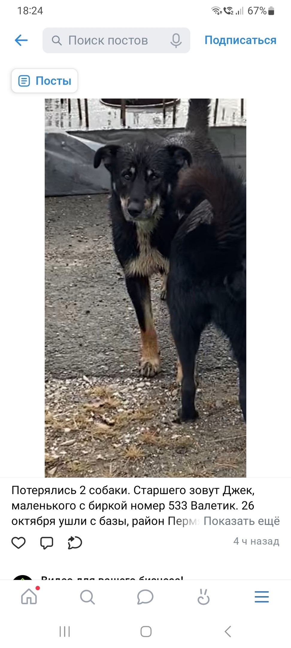 Пропала собака в Кудрове — фото объявления