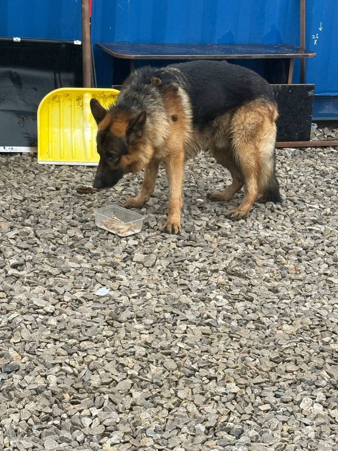 Пропала собака в Кудрове — фото объявления