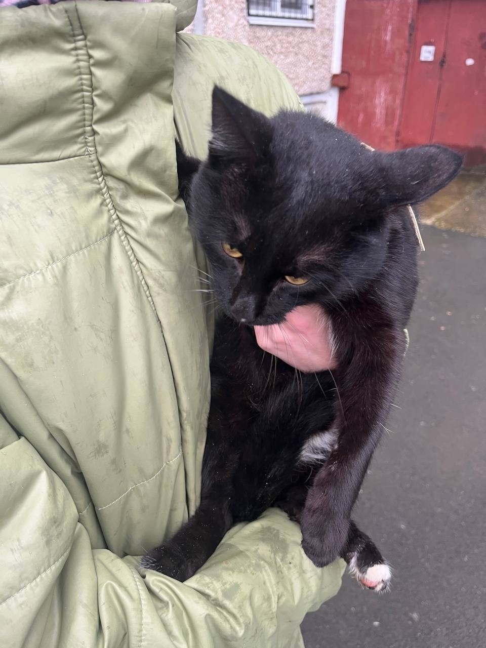 Найдена кошка в Кудрове — фото объявления
