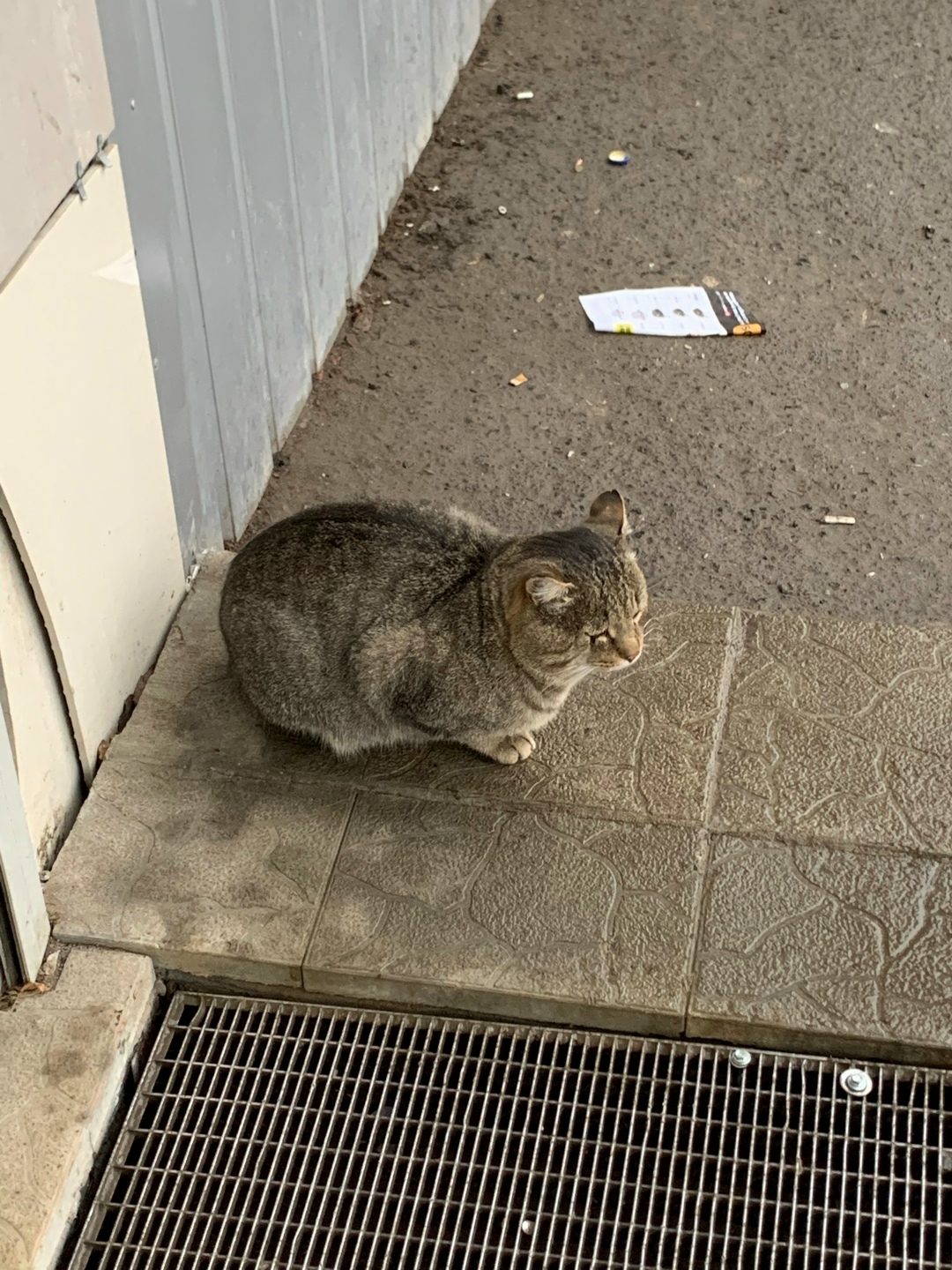 Пропала кошка в Кудрове — фото объявления