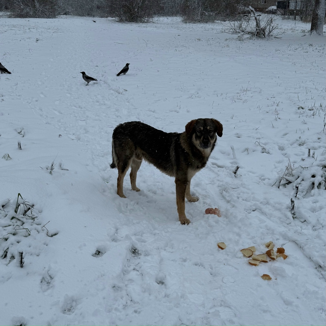 Пропала собака в Кудрове — фото объявления