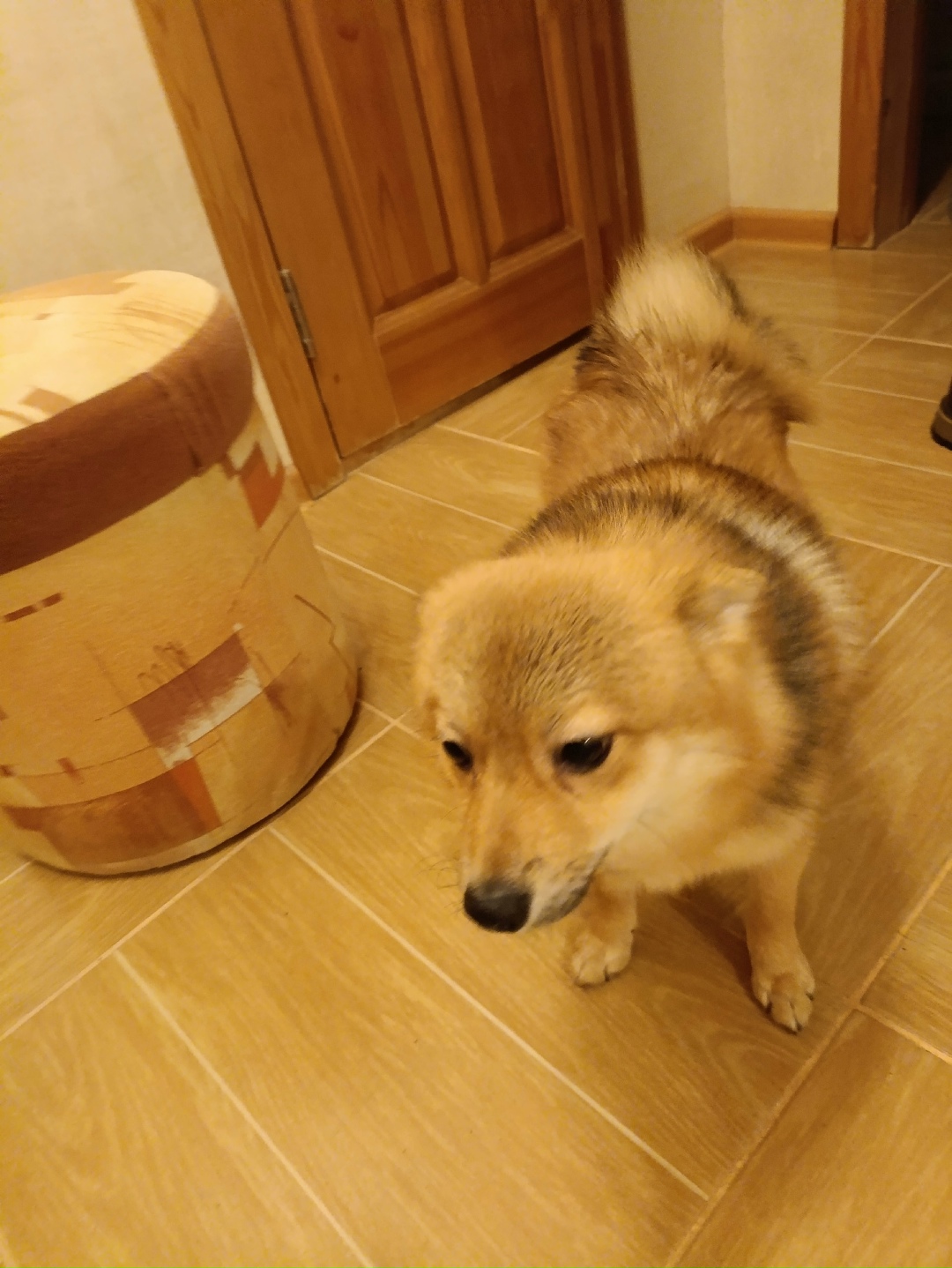 Найдена собака в Кудрове — фото объявления