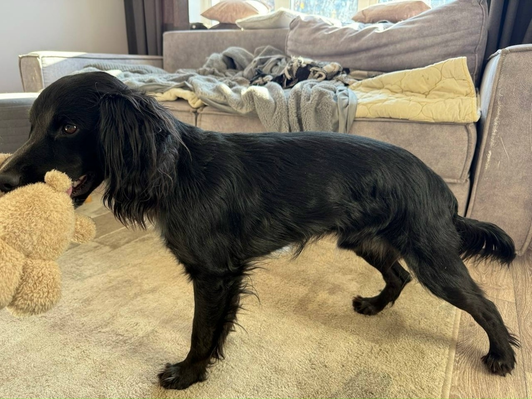 Найдена собака в Кудрове — фото объявления