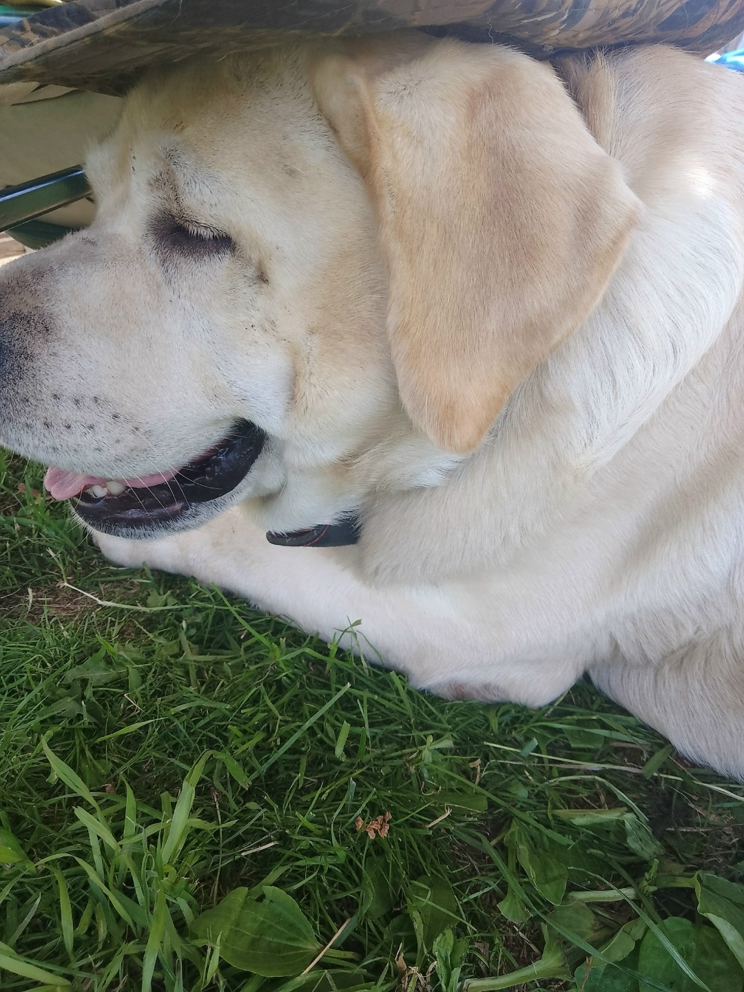 Пропала собака в Кудрове — фото объявления