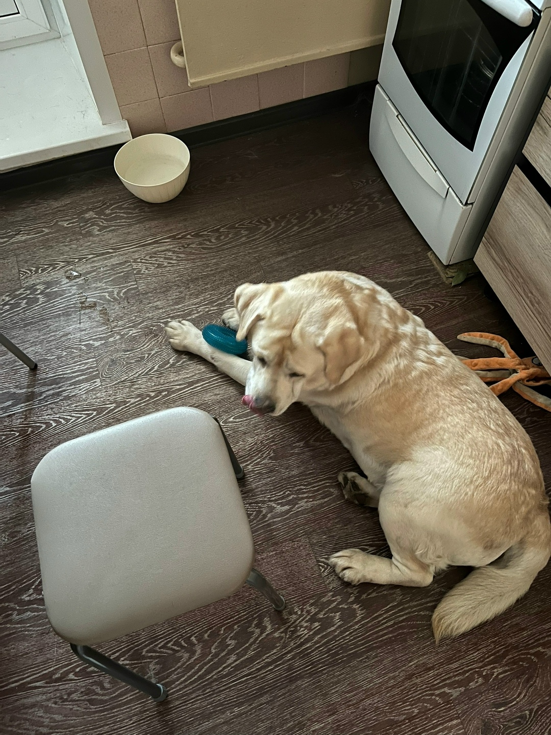 Найдена собака в Кудрове — фото объявления