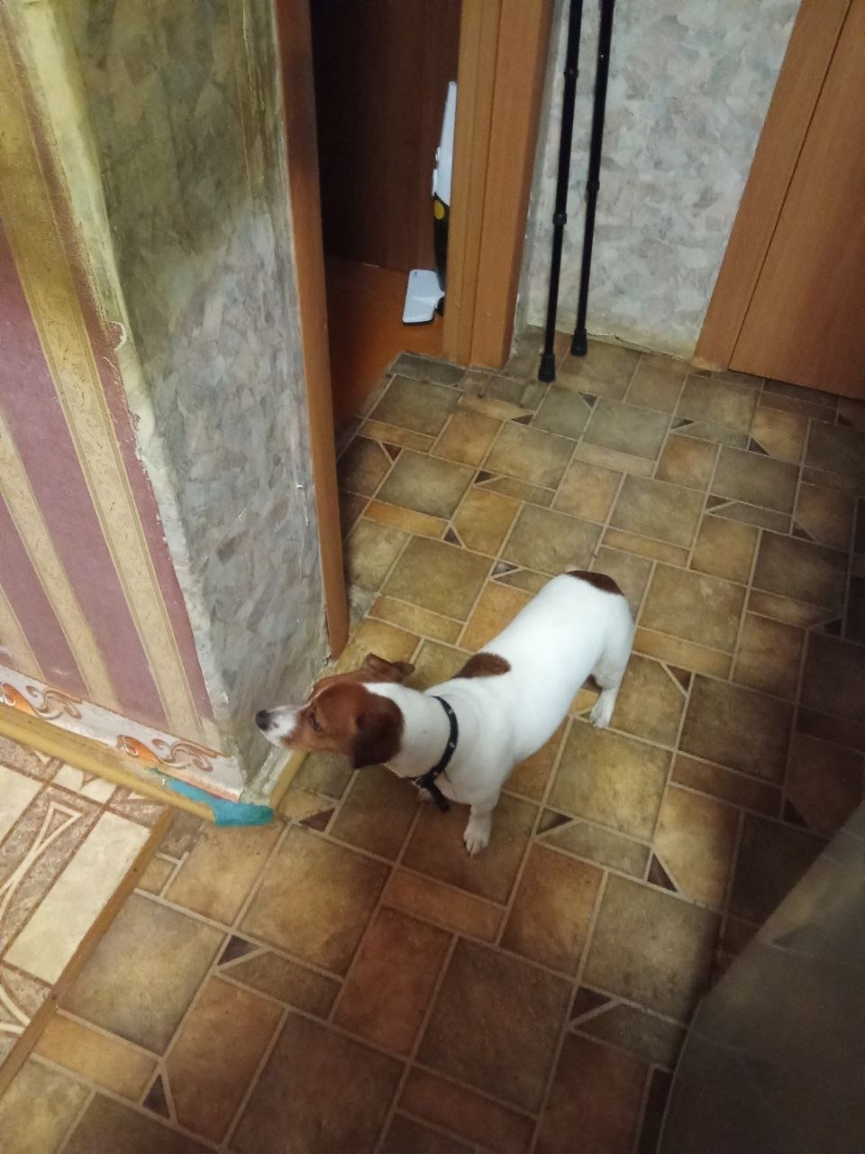 Найдена собака в Кудрове — фото объявления