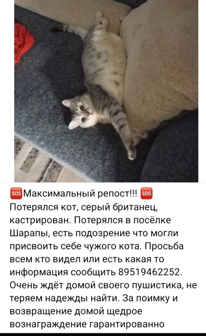 Пропала собака в Кудрове — фото объявления