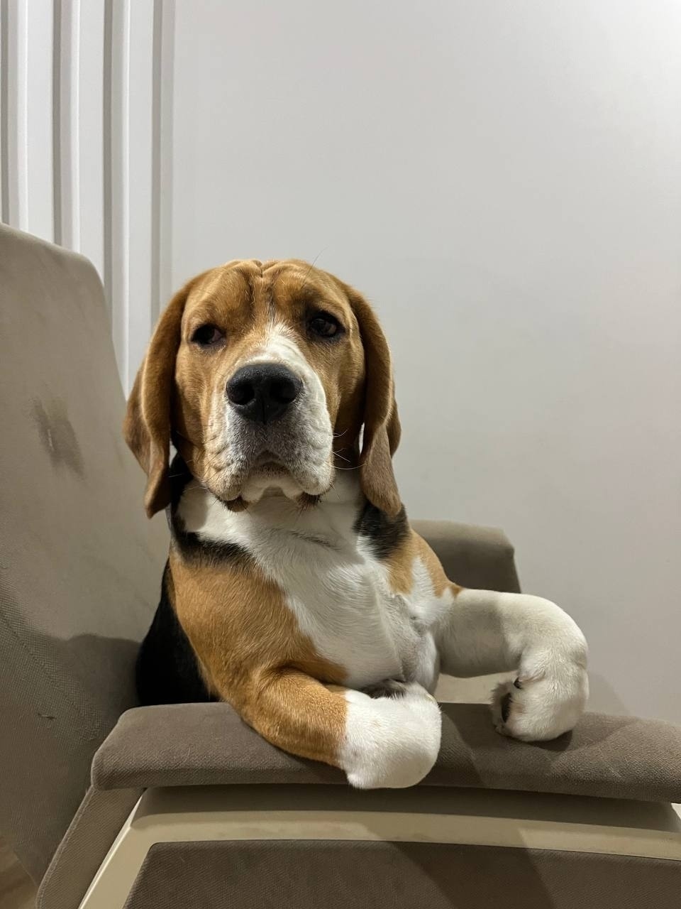 Пропала собака в Кудрове — фото объявления