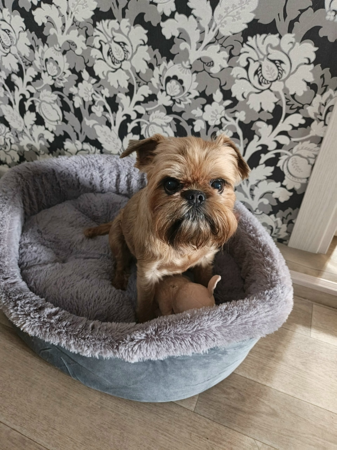 Пропала собака в Кудрове — фото объявления