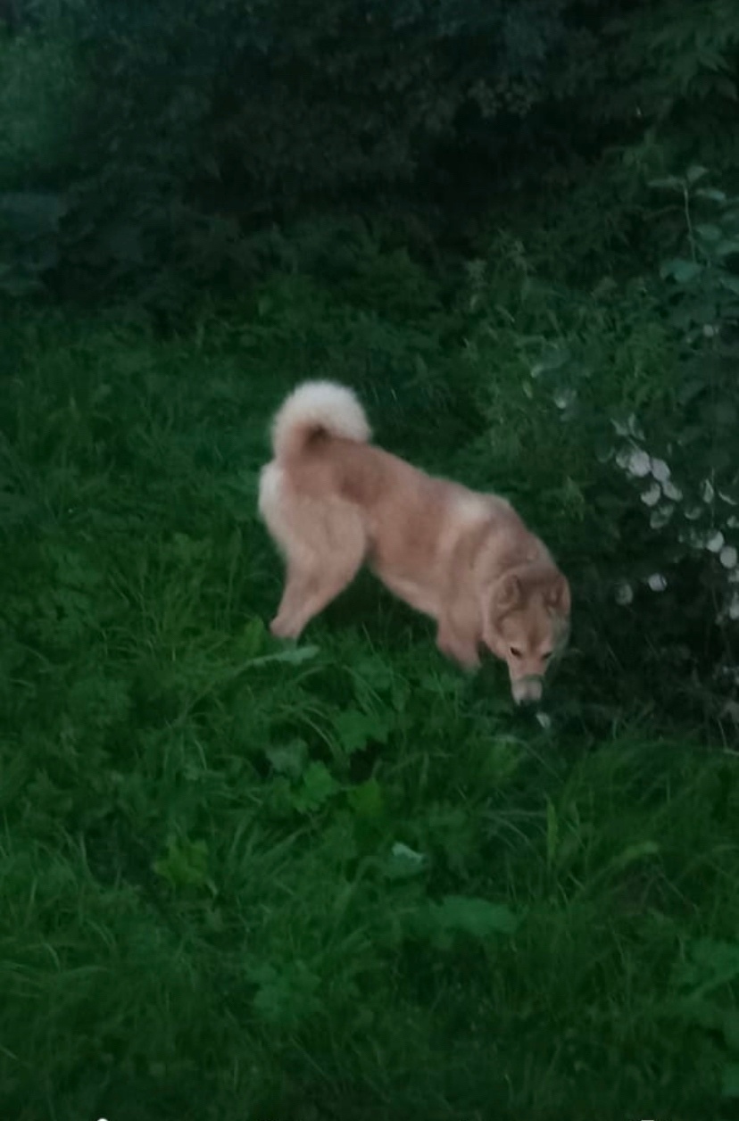 Пропала собака в Кудрове — фото объявления