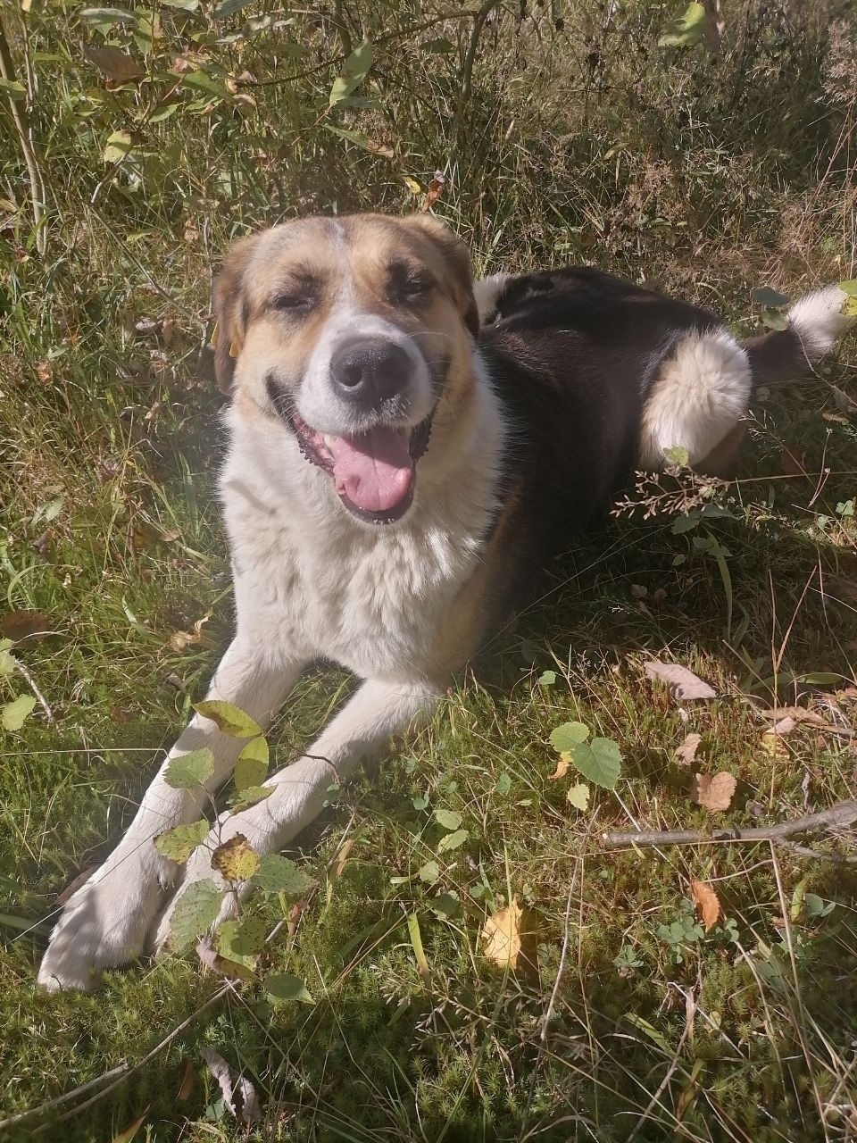 Пропала собака в Кудрове — фото объявления