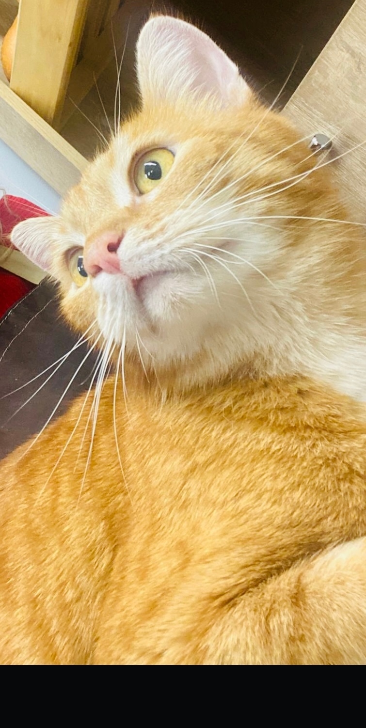 Найдена кошка в Кудрове — фото объявления