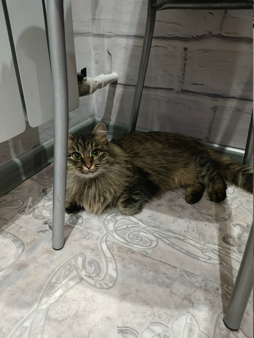 Найдена кошка в Кудрове — фото объявления