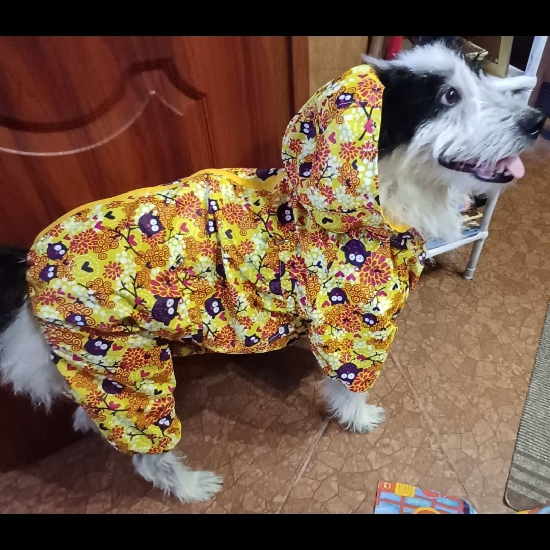 Пропала собака в Кудрове — фото объявления