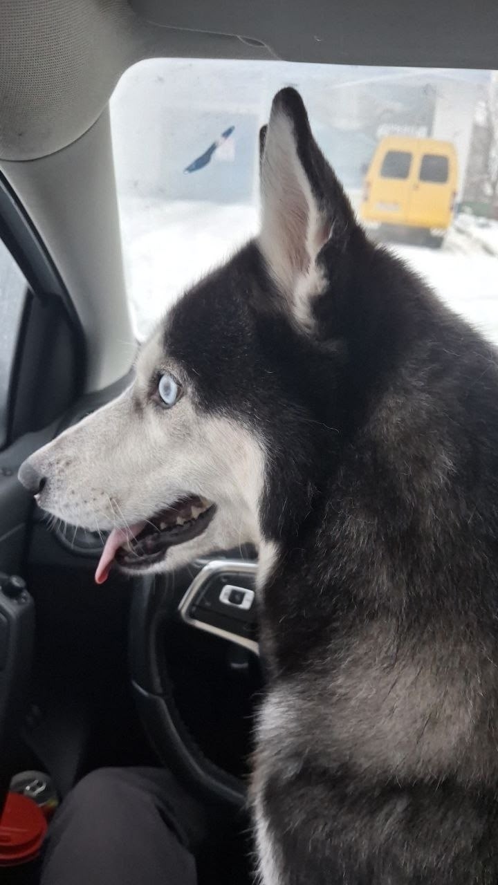 Найдена собака в Кудрове — фото объявления