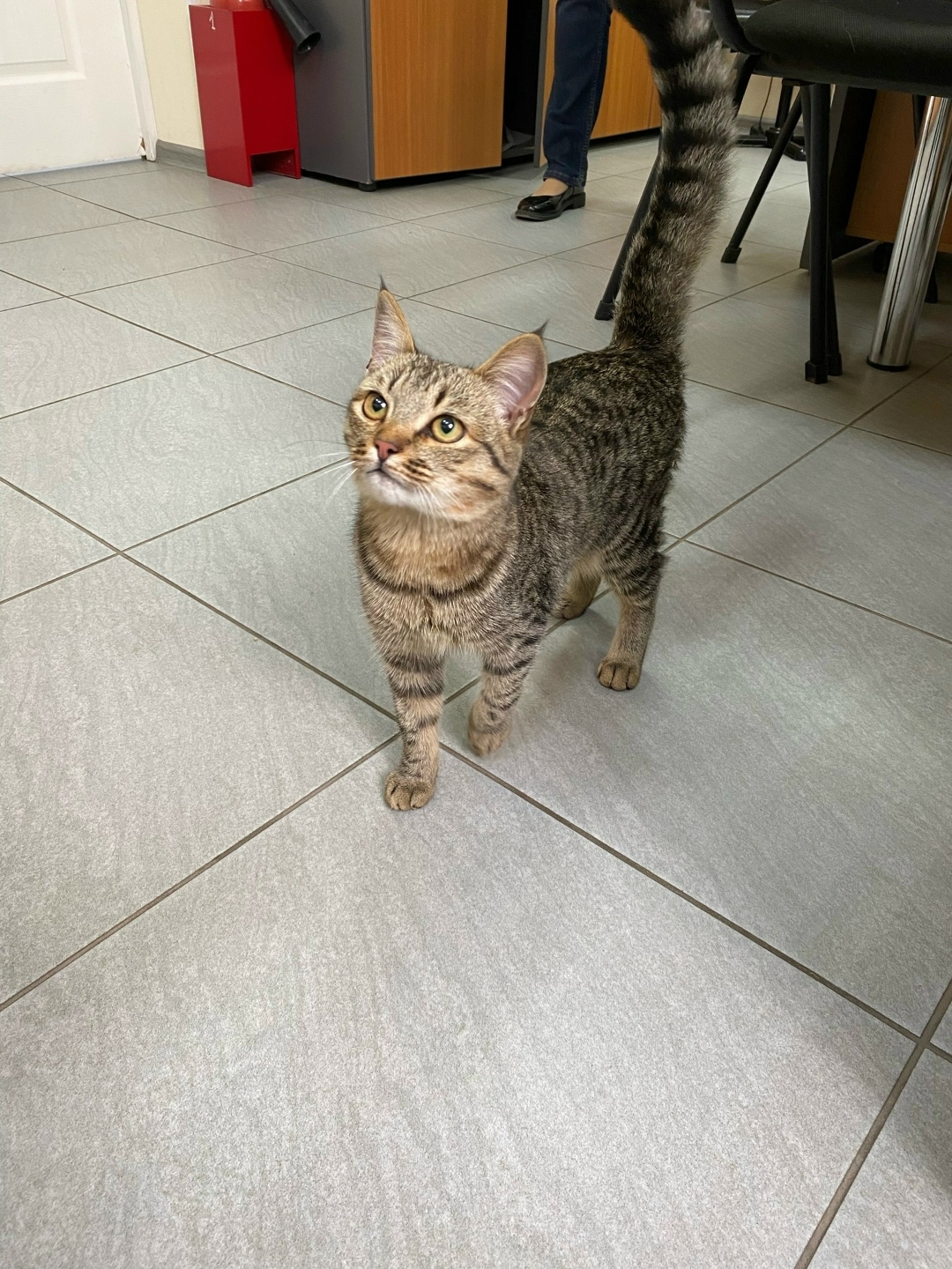 Найдена собака в Кудрове — фото объявления