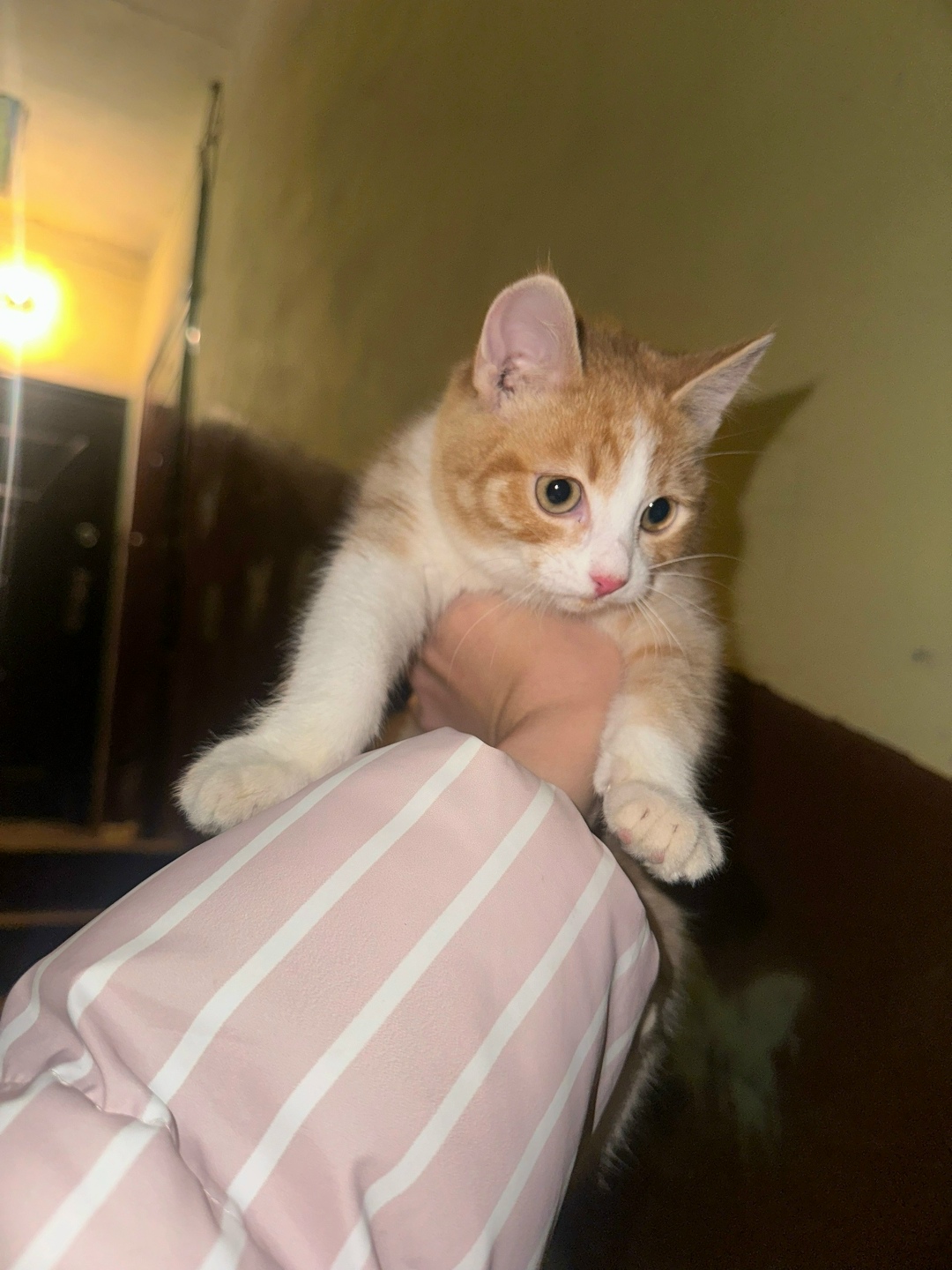 Пропала кошка в Кудрове — фото объявления