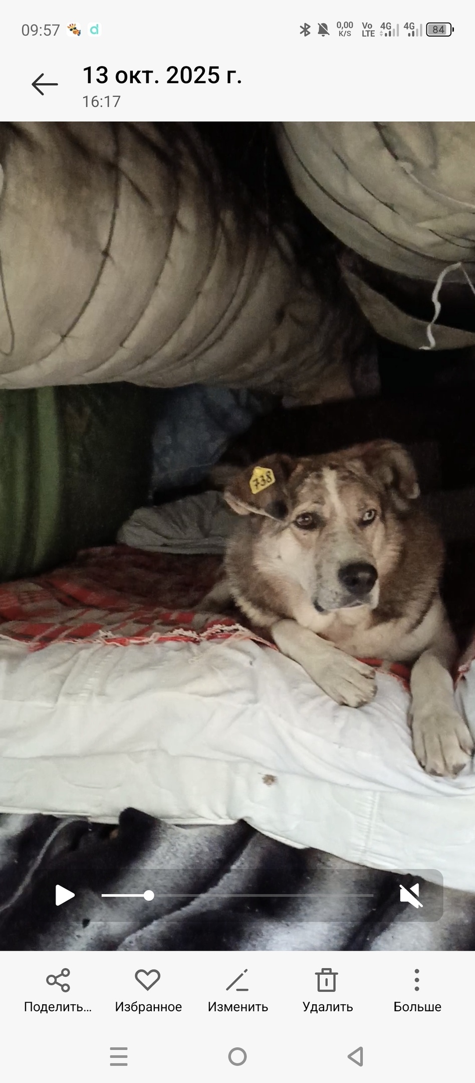 Пропала собака в Кудрове — фото объявления