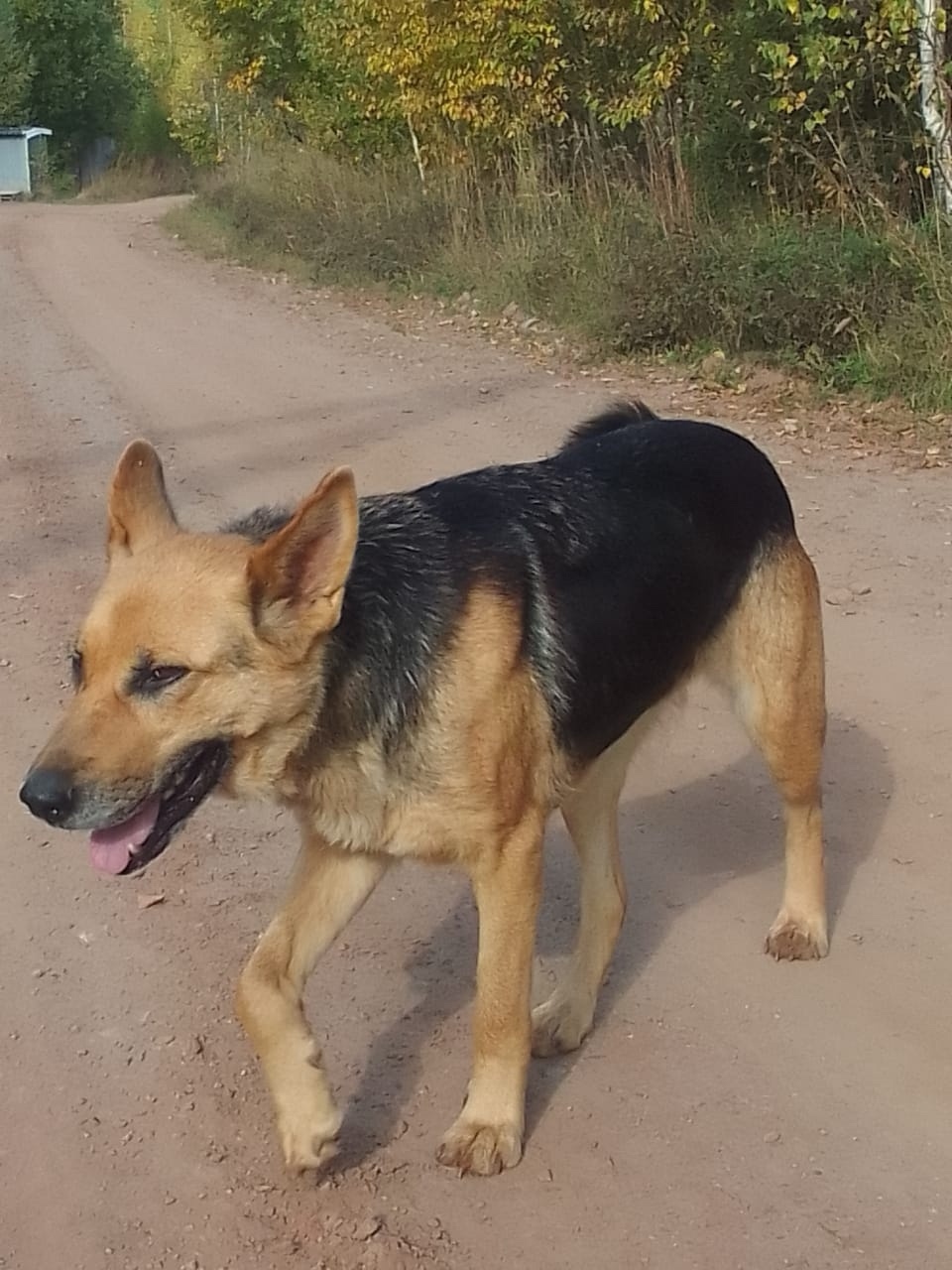 Найдена собака в Кудрове — фото объявления