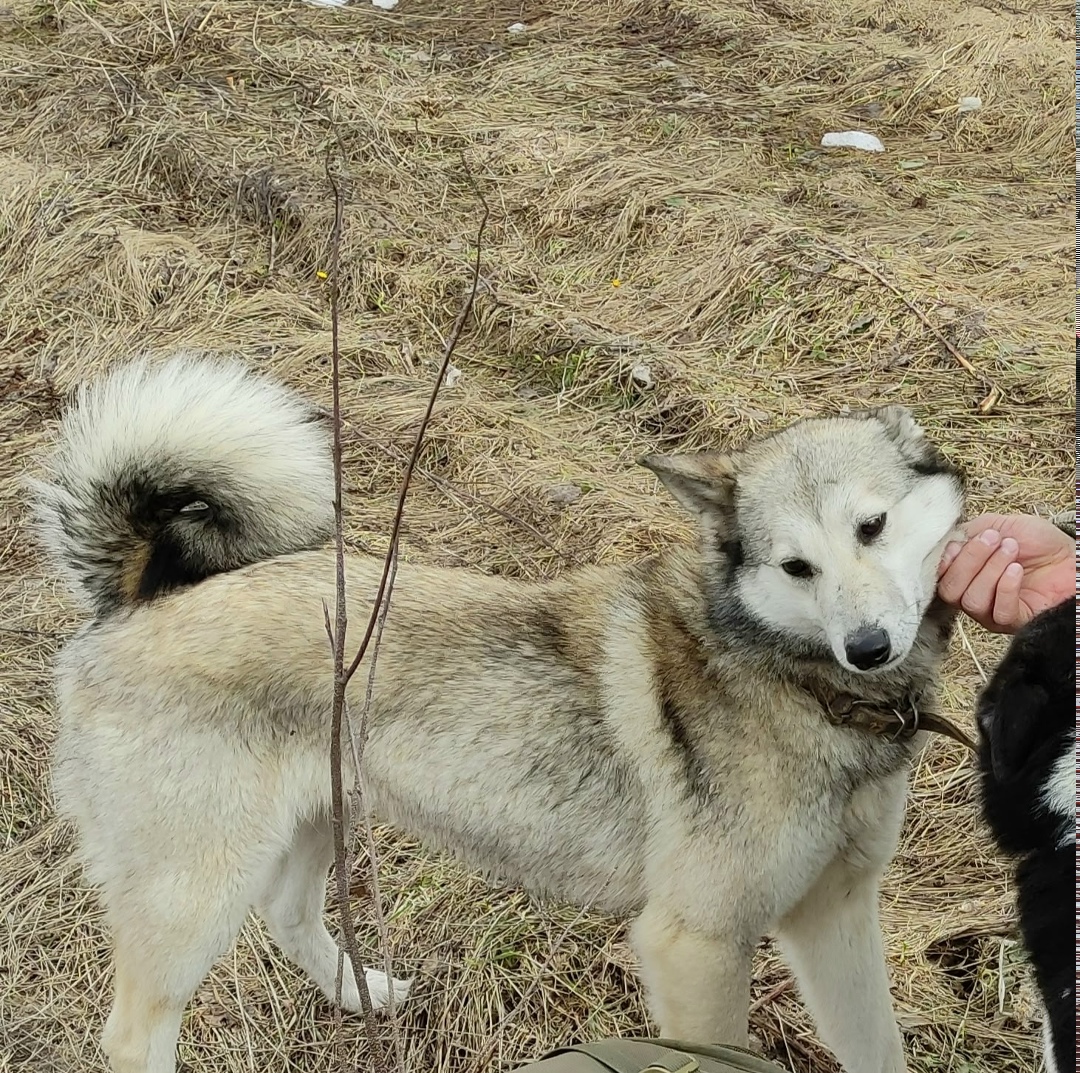 Пропала собака в Кудрове — фото объявления