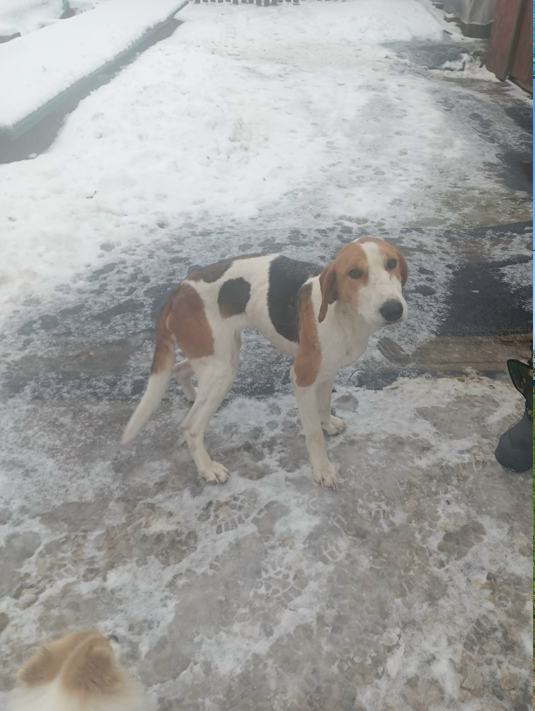 Найдена собака в Кудрове — фото объявления