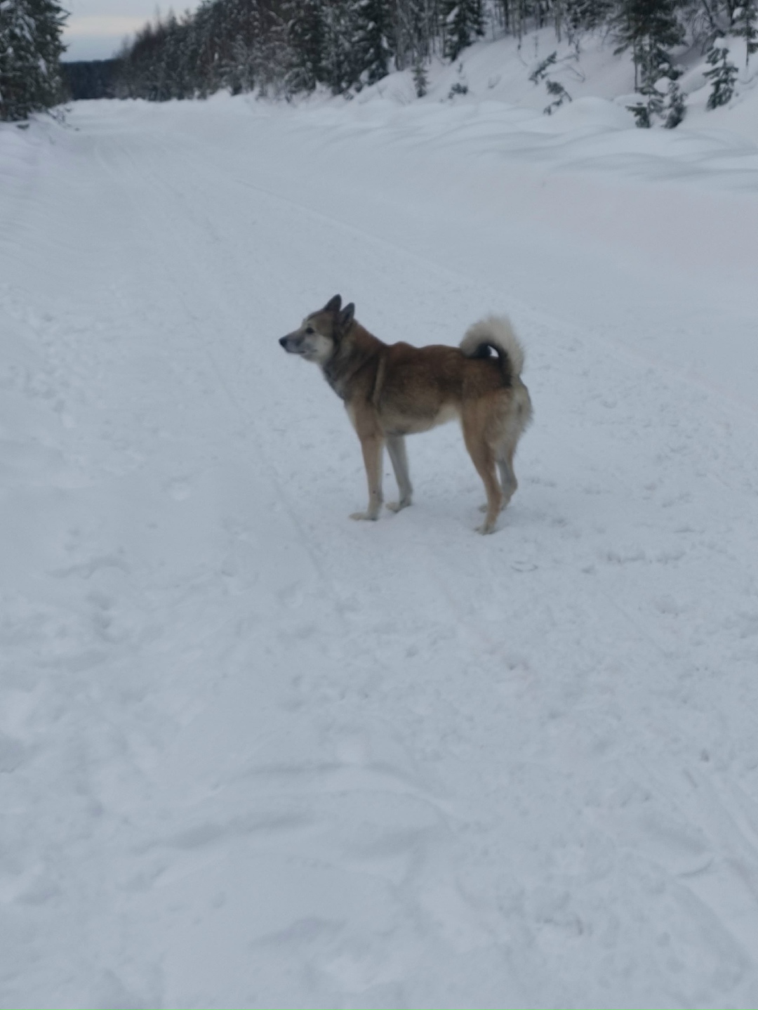 Пропала собака в Кудрове — фото объявления