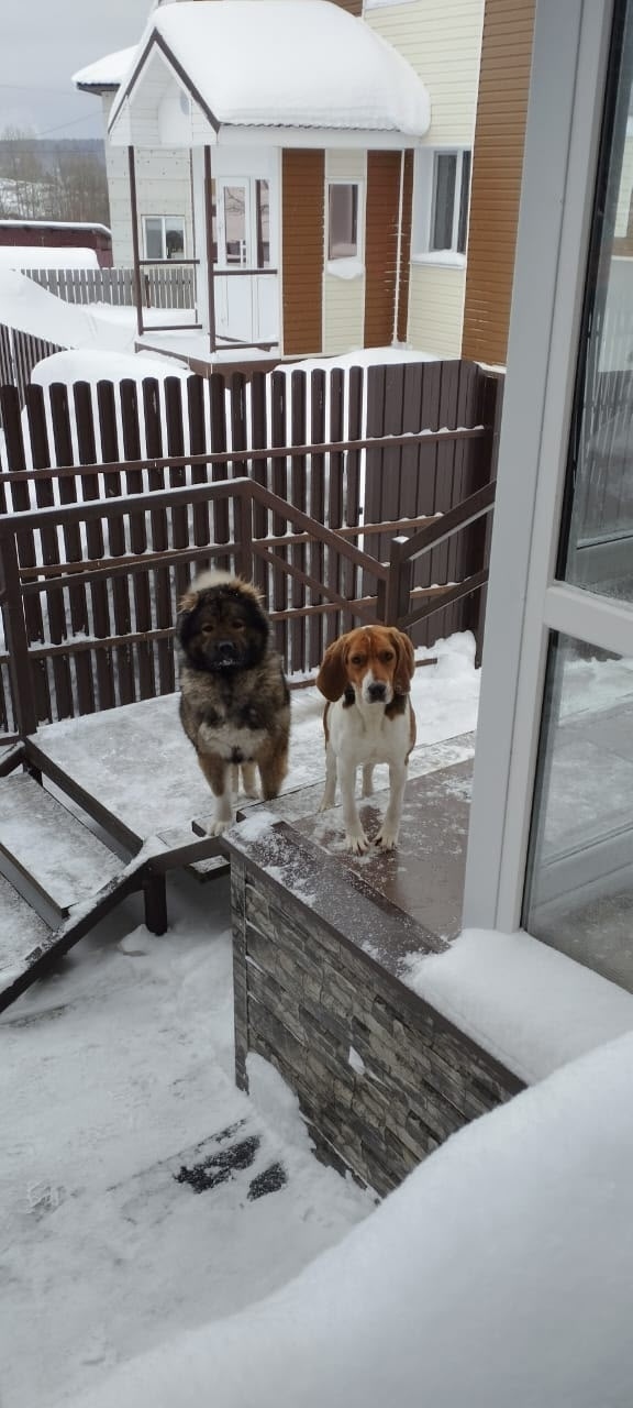 Пропала собака в Кудрове — фото объявления