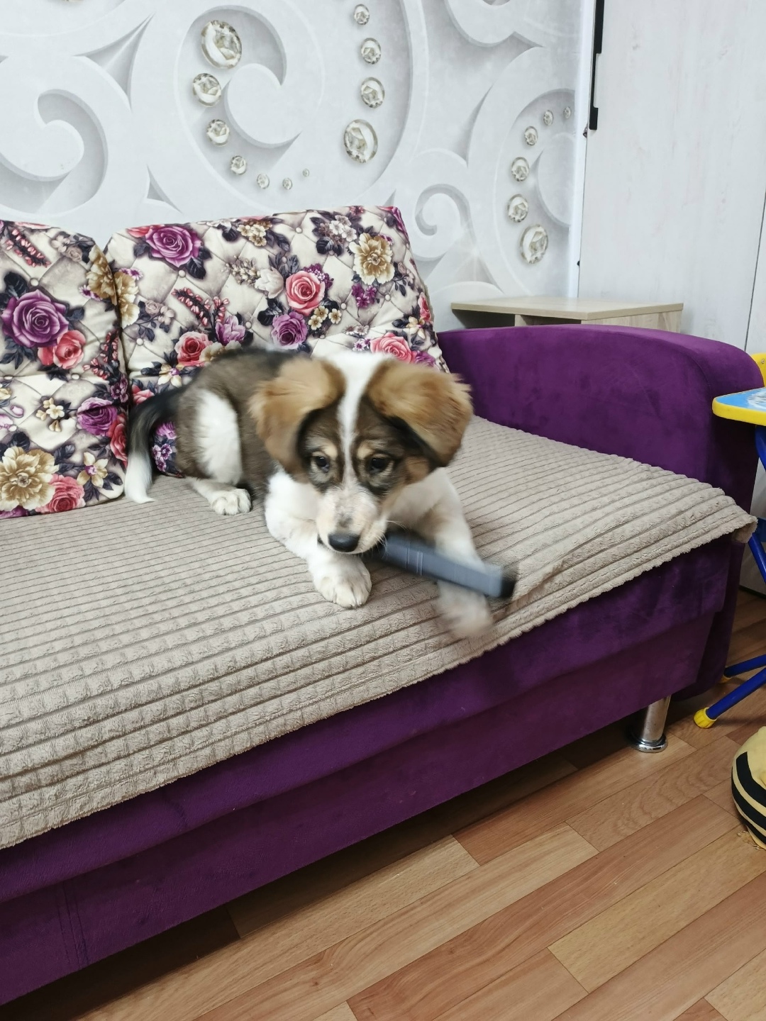 Найдена собака в Кудрове — фото объявления