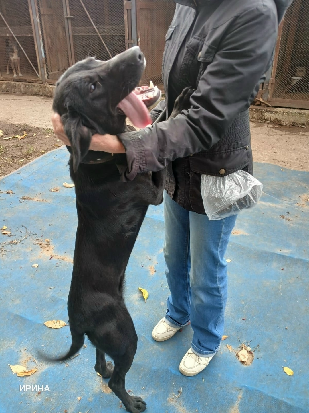 Найдена собака в Кудрове — фото объявления