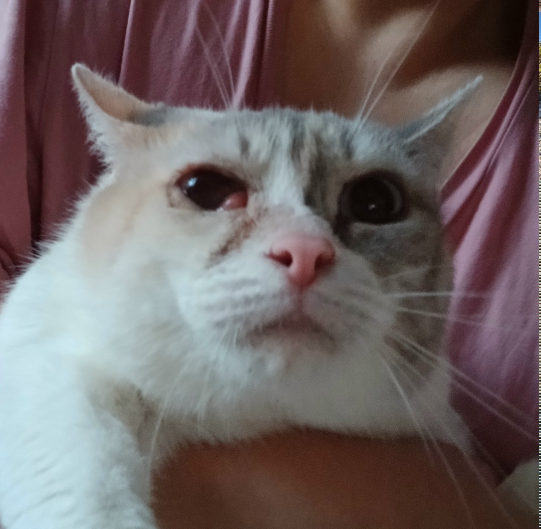 Найдена кошка в Кудрове — фото объявления