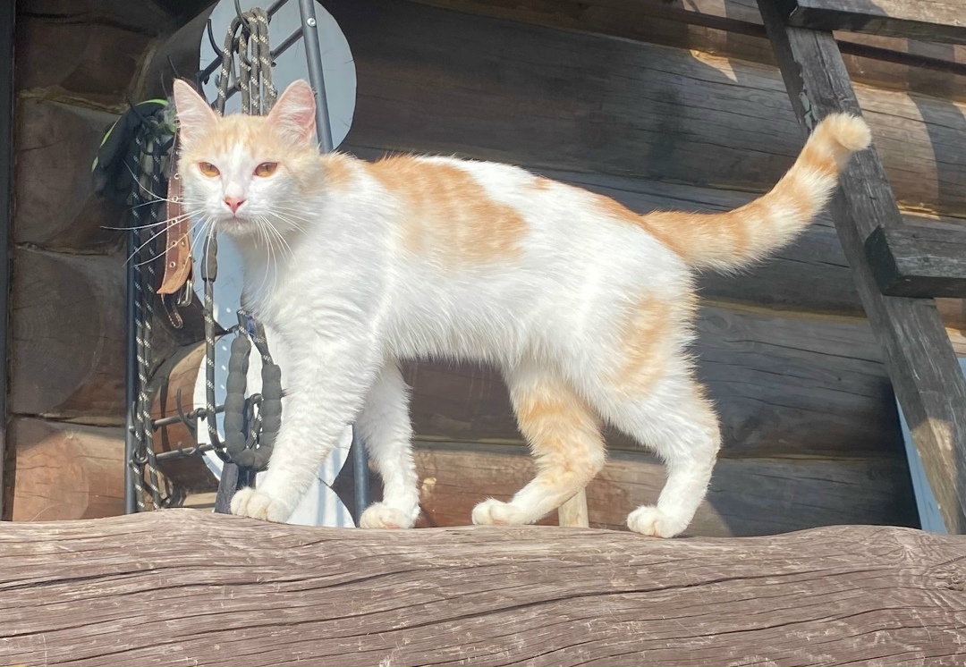 Пропала кошка в Кудрове — фото объявления