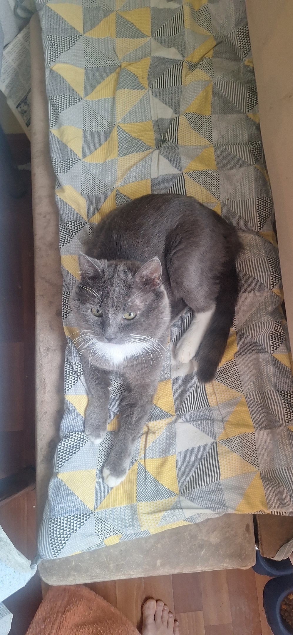 Пропала кошка в Кудрове — фото объявления