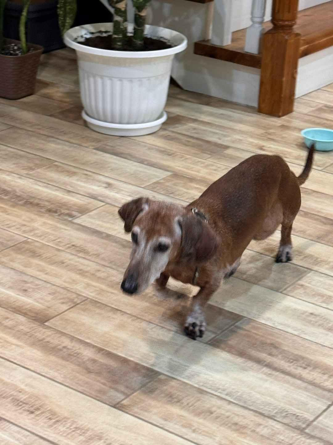 Найдена собака в Кудрове — фото объявления