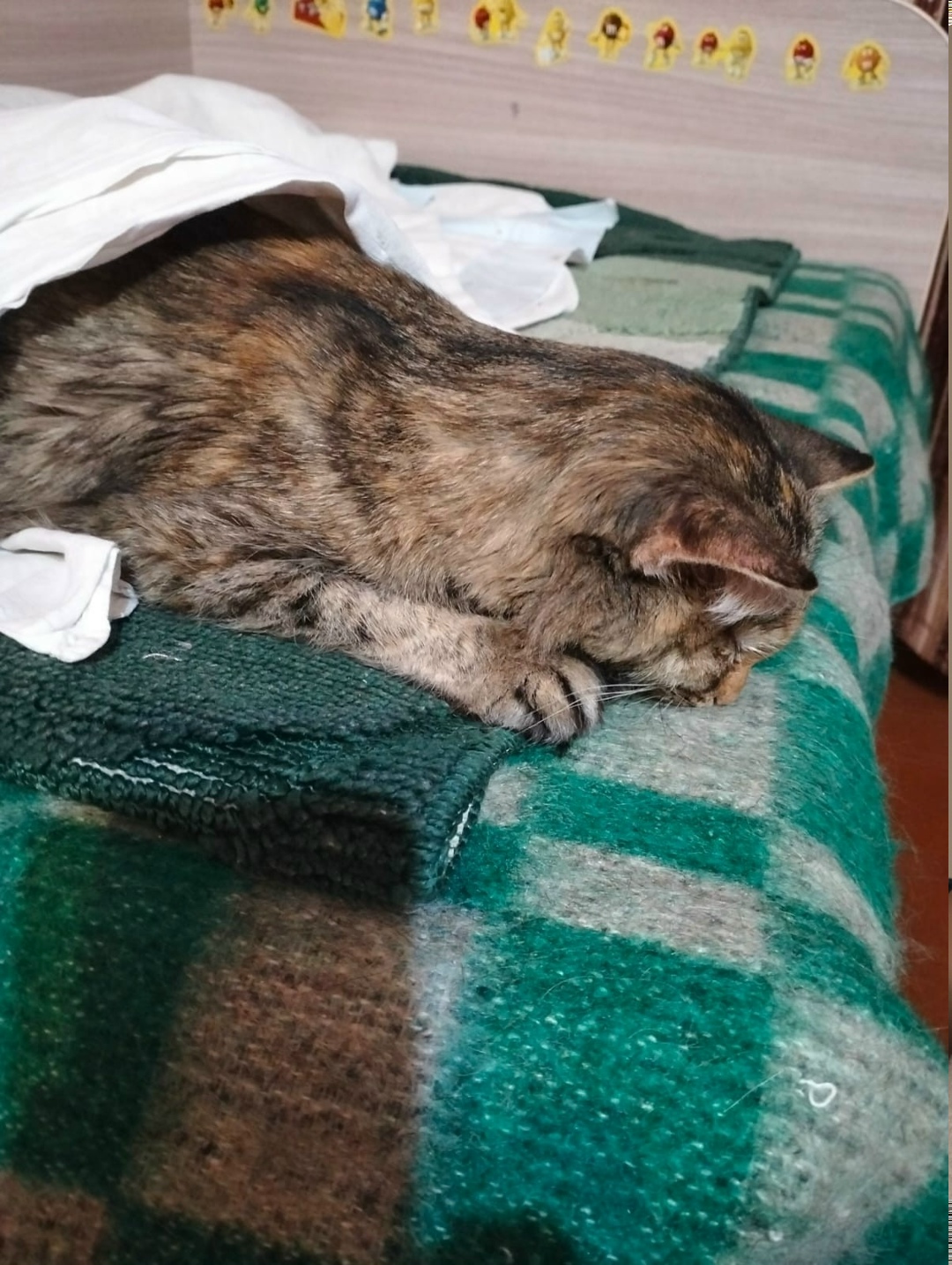 Найдена кошка в Кудрове — фото объявления