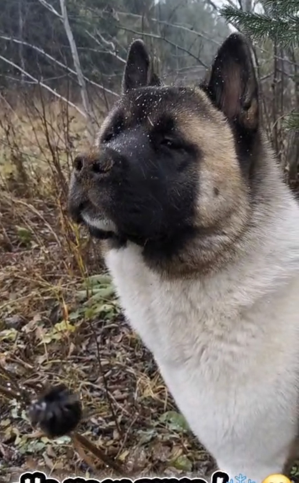 Пропала собака в Кудрове — фото объявления