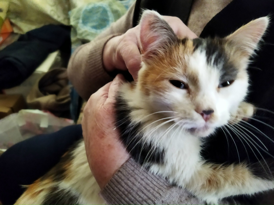 Найдена кошка в Кудрове — фото объявления