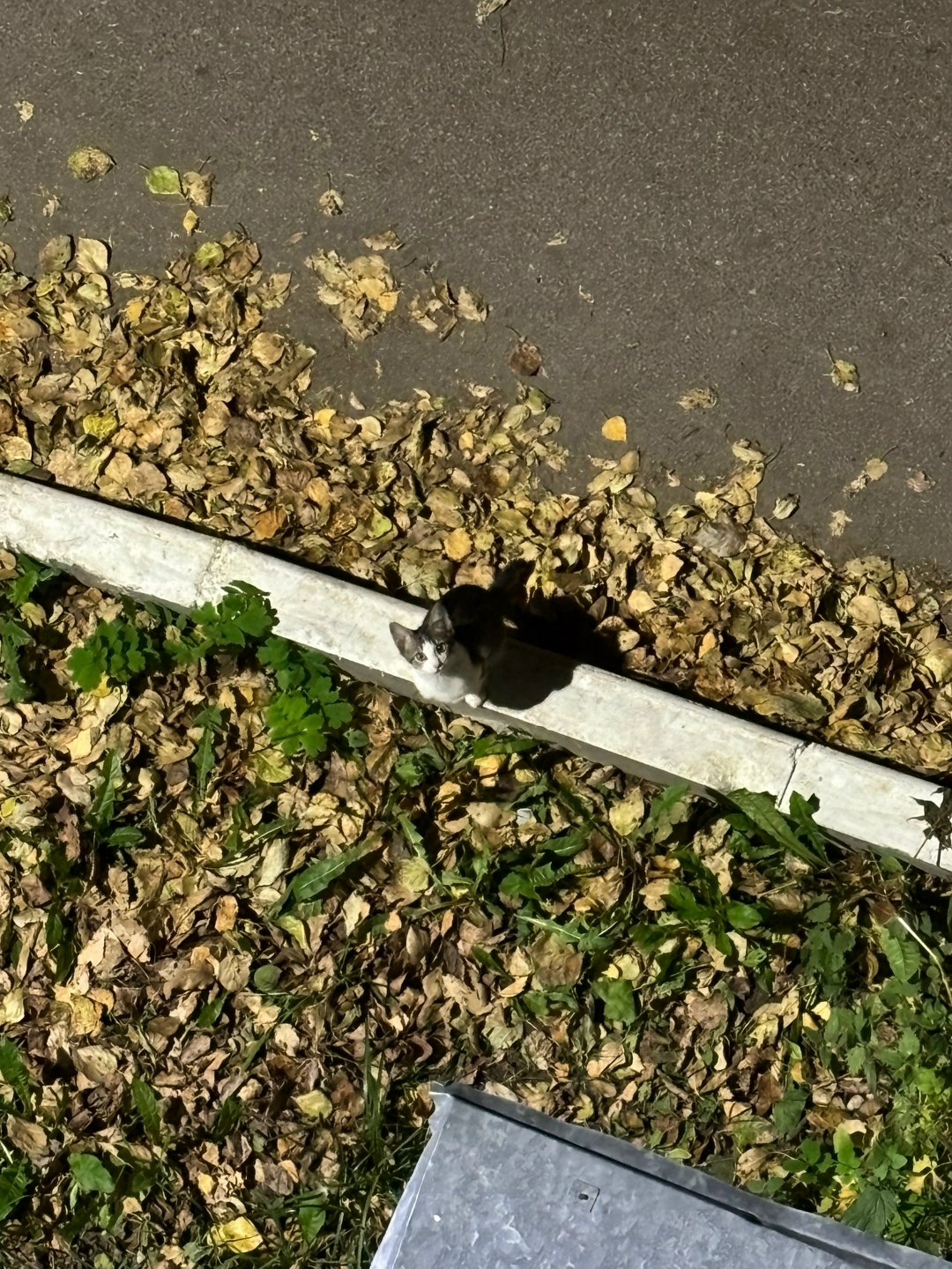 Пропала кошка в Кудрове — фото объявления