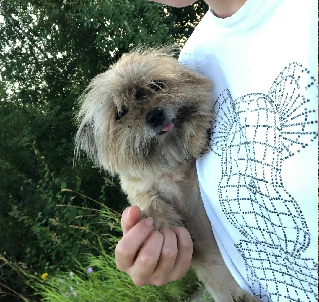 Пропала собака в Кудрове — фото объявления